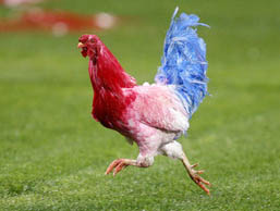 roosters-invade-the-field-at-rugby-test-1.jpg